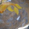 Coupelle poisson - Imparfait – Image 4